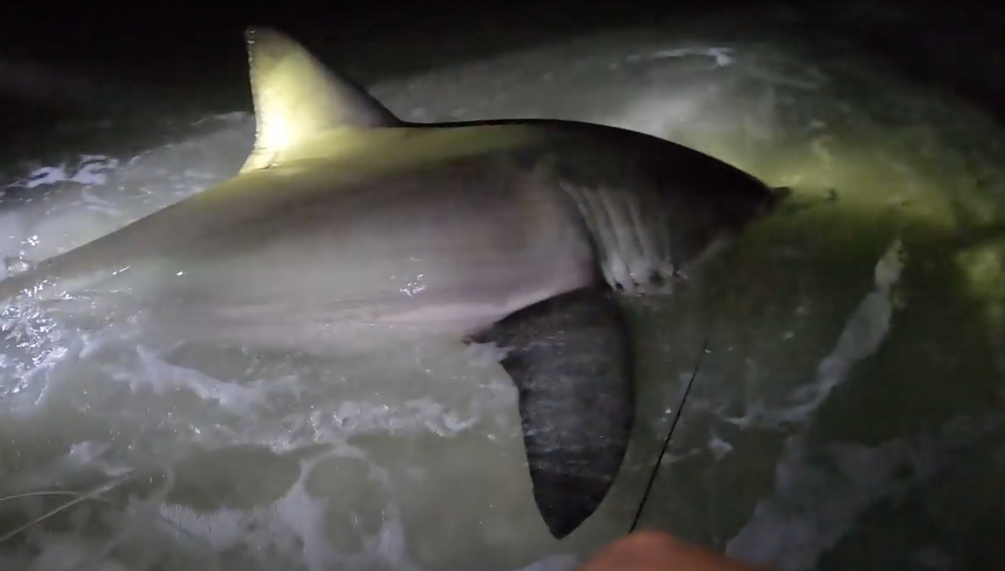 WATCH Fisherman Lands 12Foot Great White Shark on Pensacola Beach