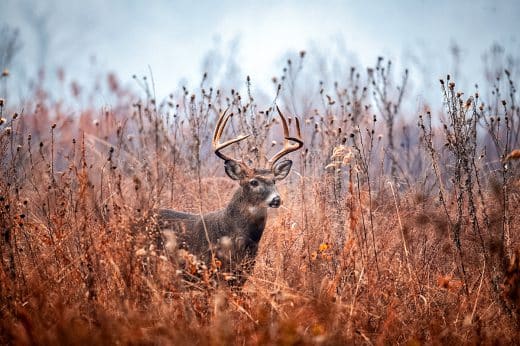 Mule Deer Vs Whitetail Deer Learn The Differences Slay Bucks