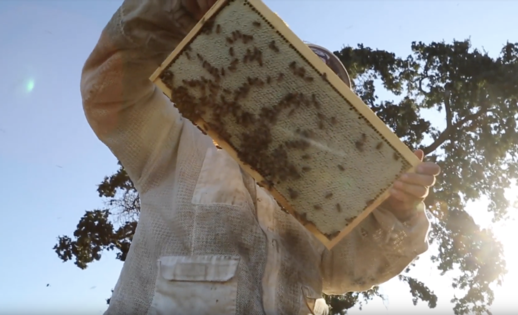 Beekeeper working.