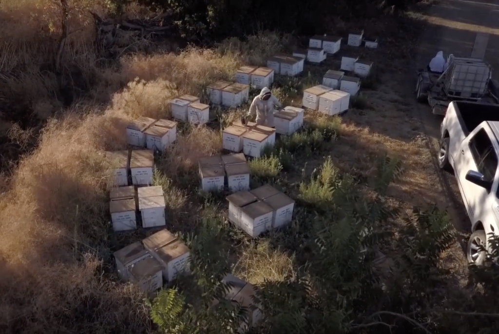 Beekeeper in the field.