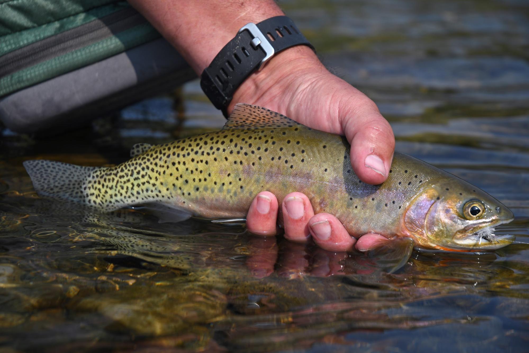 fly fishing the frank church wilderness