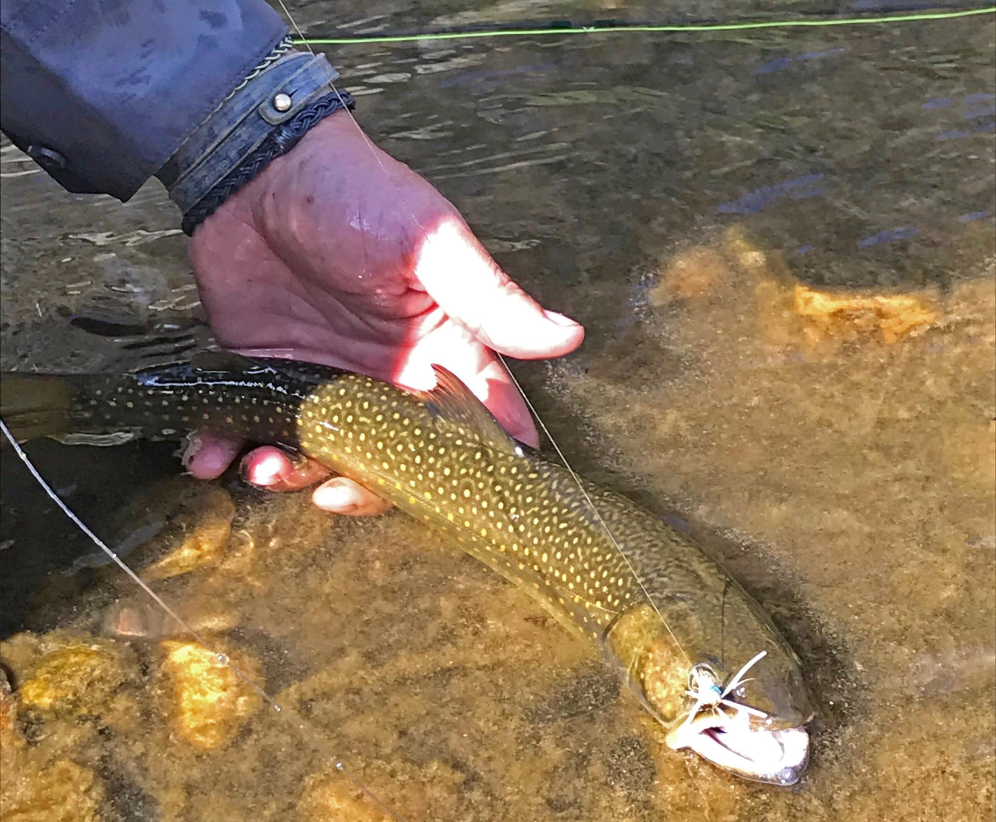 Experience the Wild: Fly Fishing in the Frank Church Wilderness