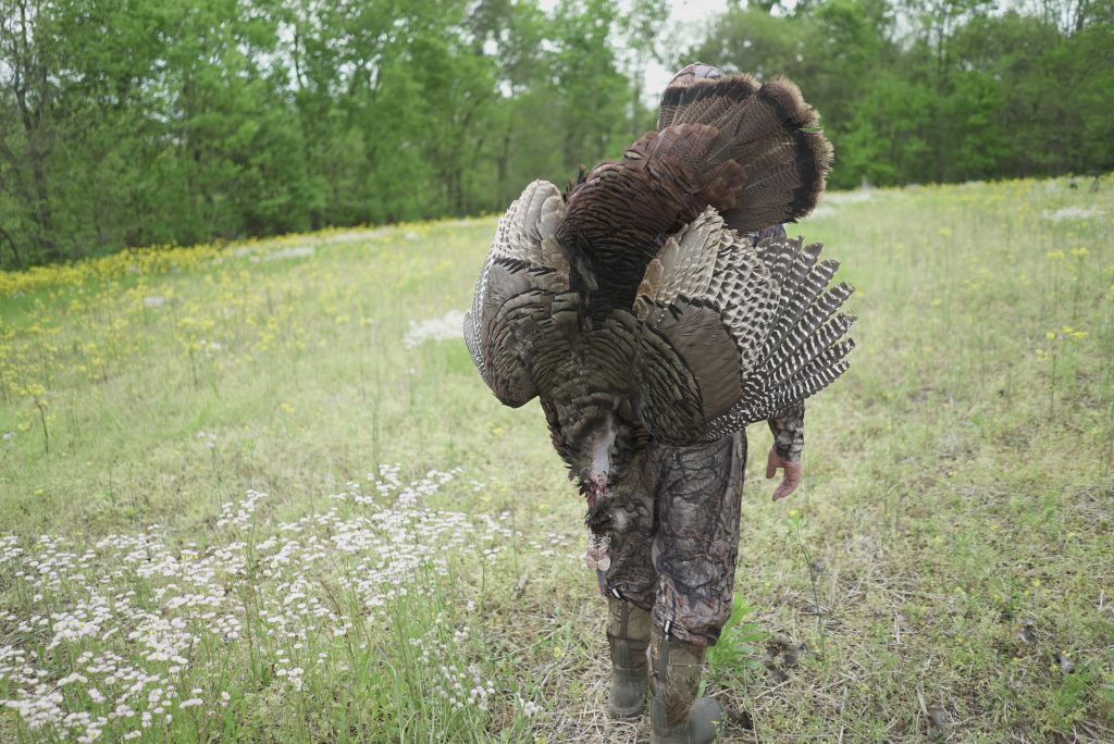 wild turkey, thanksgiving