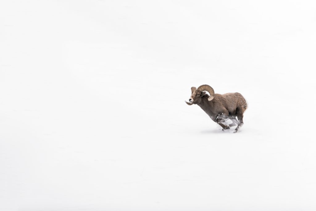 Bighorn Sheep Photographs — Tony Bynum Photography