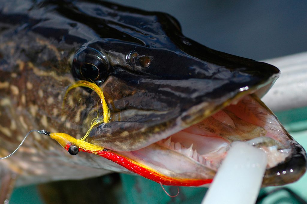 northern pike, canada, free range american