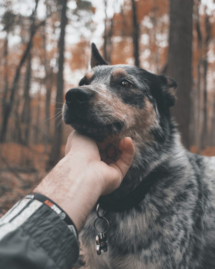 adventure dogs