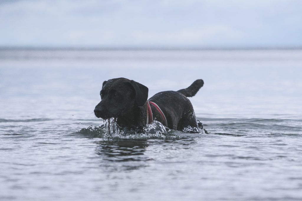 adventure dogs