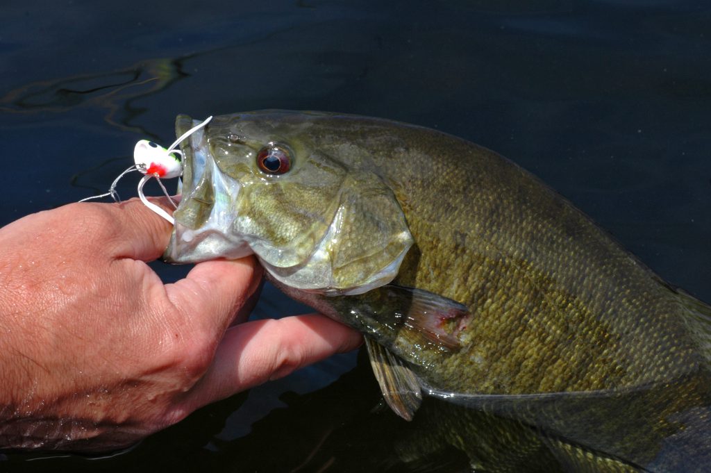 smallmouth bass, canada, free range american