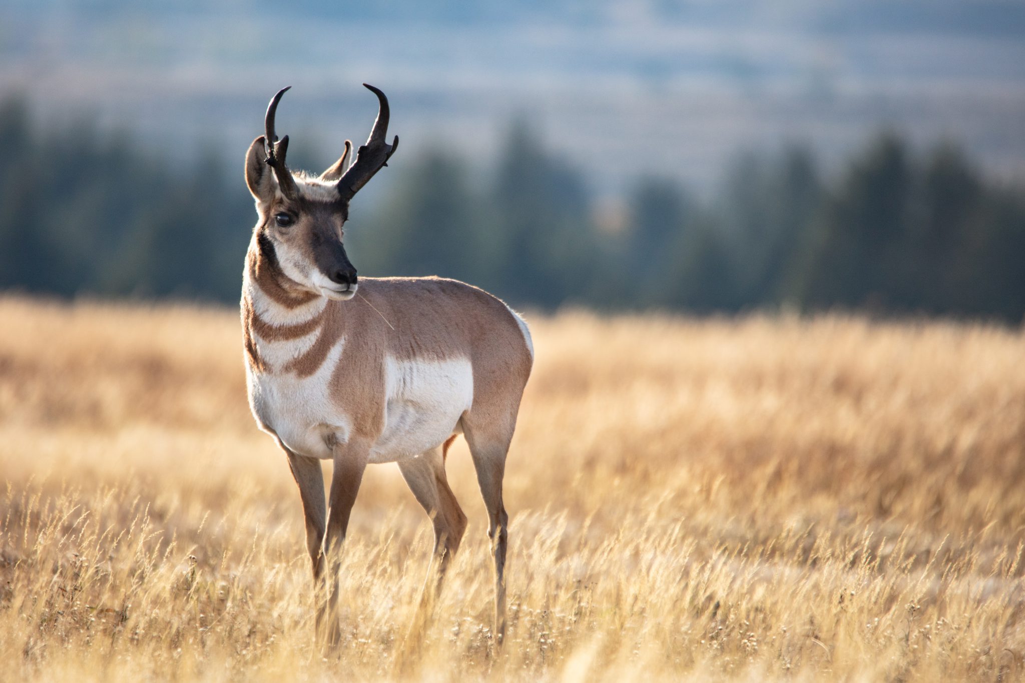 archery pronghorn hunting bow, free range american