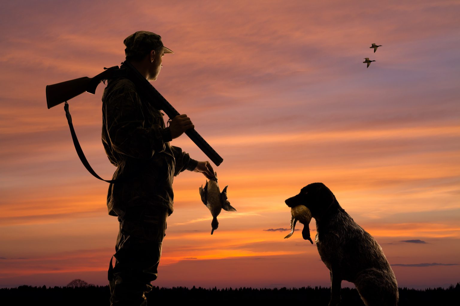 How To Start a Gun Dog