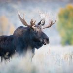 moose