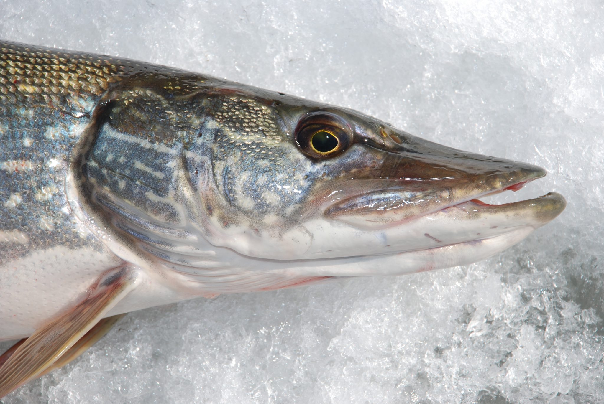 The age of 'comfort' ice fishing, Featured