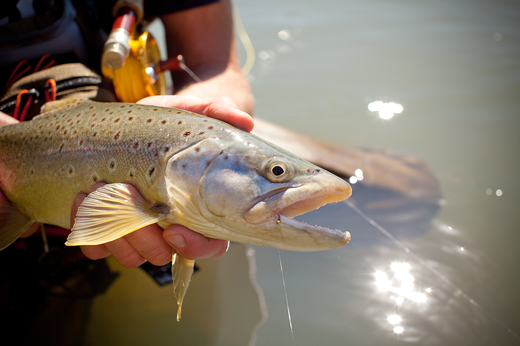 Knowing basic fly fishing patterns is important for beginners.