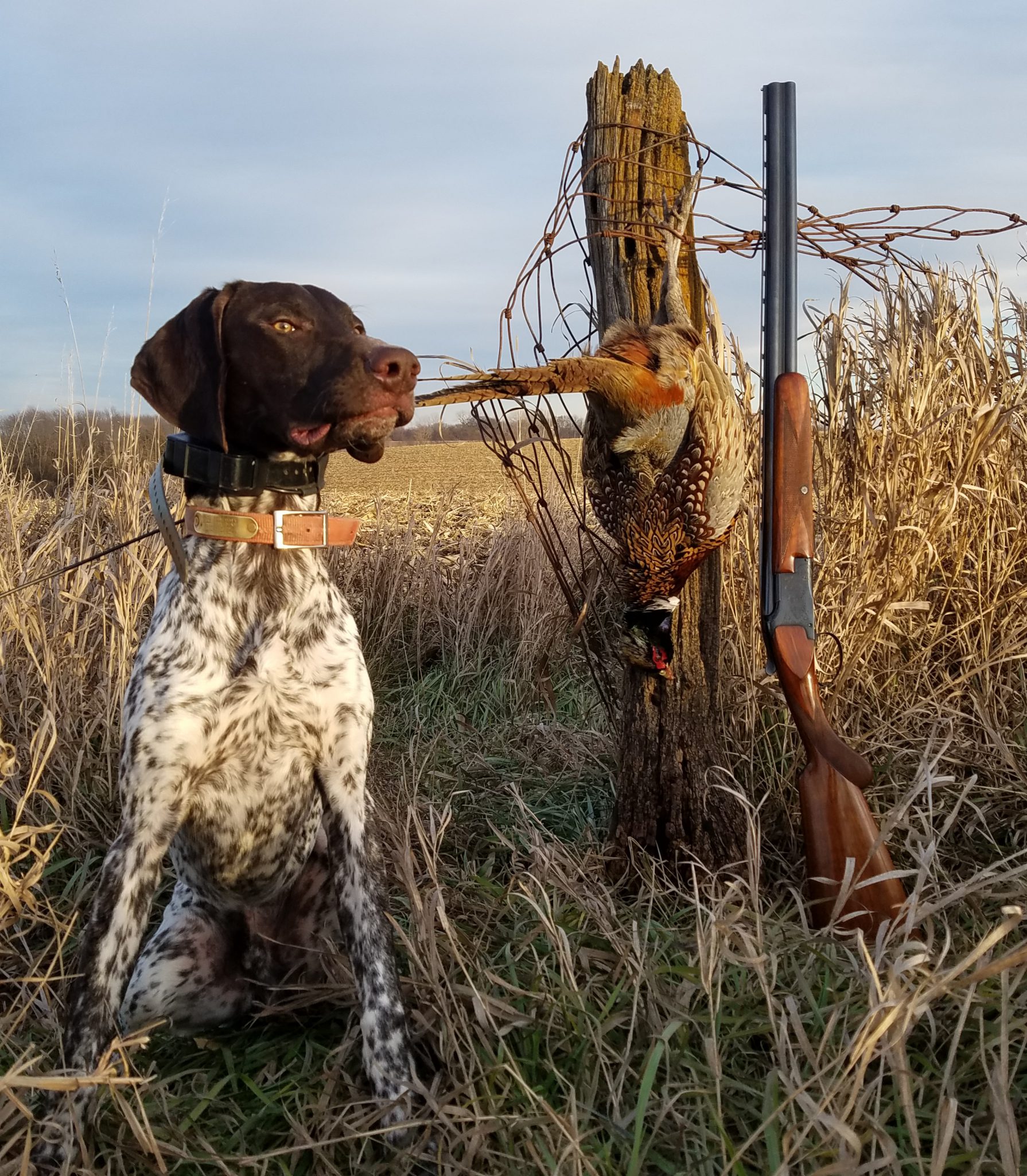 How To Start a Gun Dog