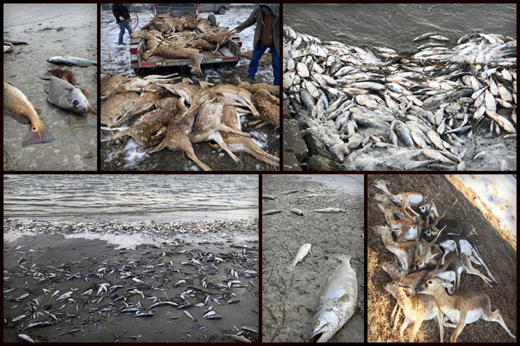 Winter storm devastation on Texas coastal fisheries and exotic game.