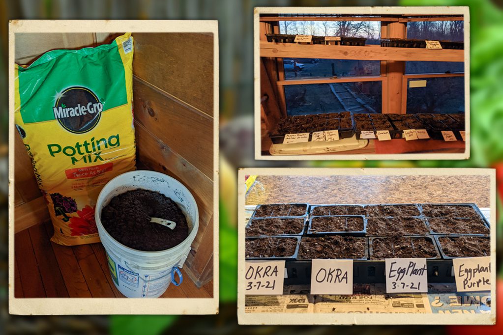 how to collect and plant seeds at home
