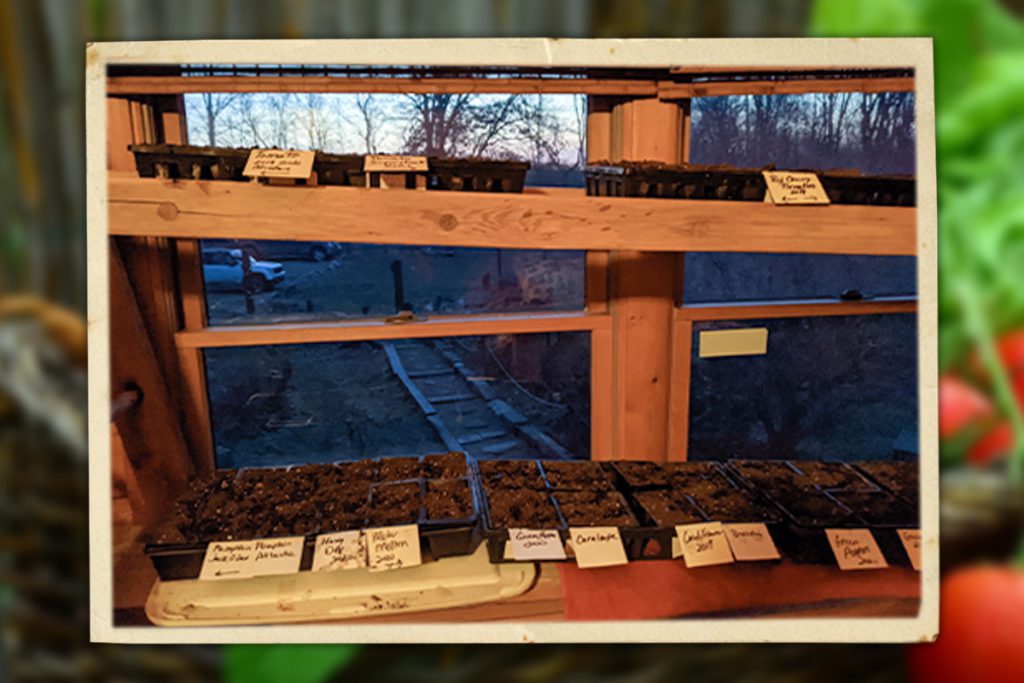 Starting seeds indoors. window sunlight helps seeds seedlings and plants