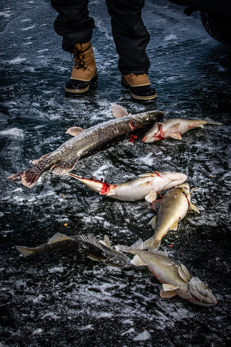 Walleye and pike in South Dakota