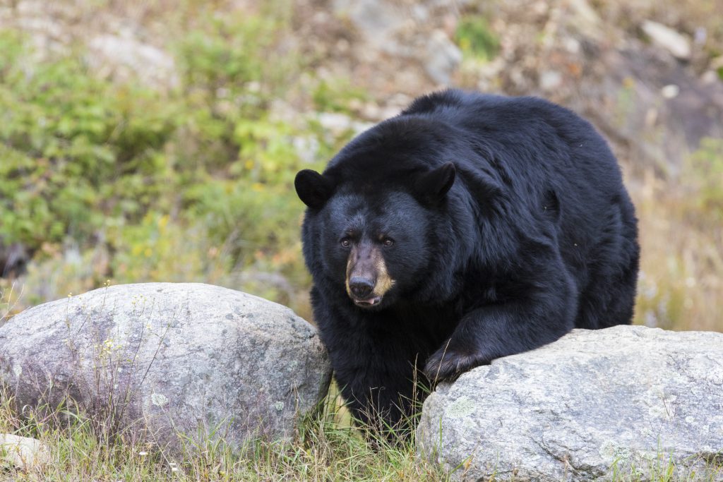 Staying safe in bear country