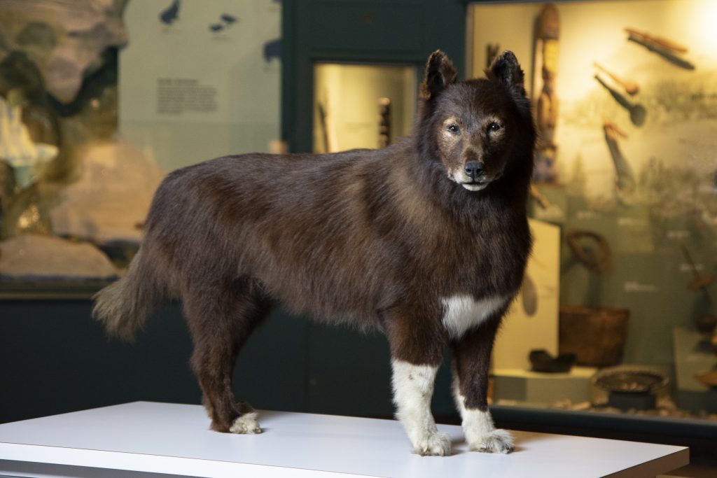 Balto Cleveland Museum of Natural History