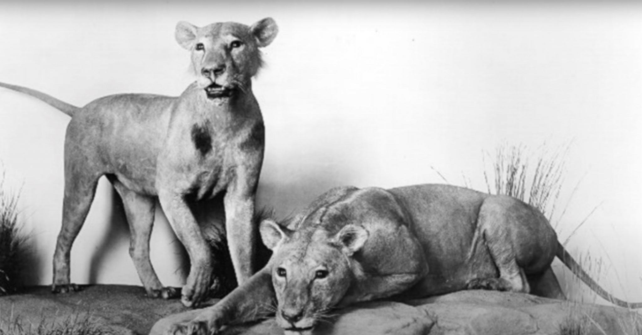 Lions of Tsavo free range american