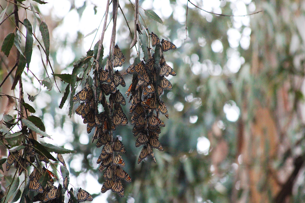 western monarch butterfly