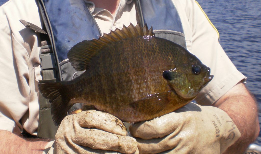 New sunfish regulations in Minnesota