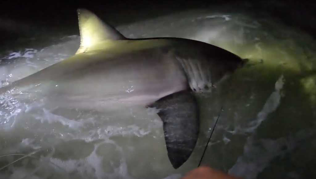 WATCH: Fisherman Lands 12-Foot Great White Shark on Pensacola Beach