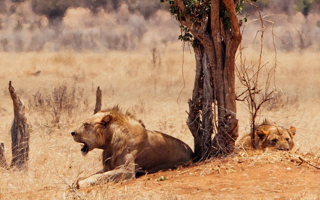 6 Crazy Facts About the Man-Eating Lions of Tsavo
