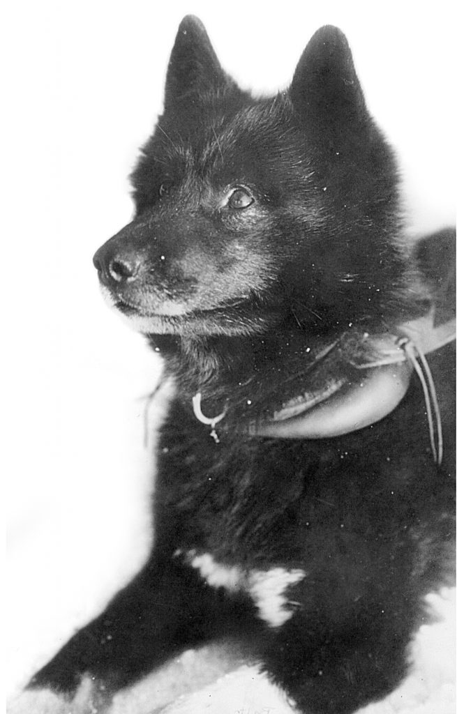 famous iditarod sled dog balto