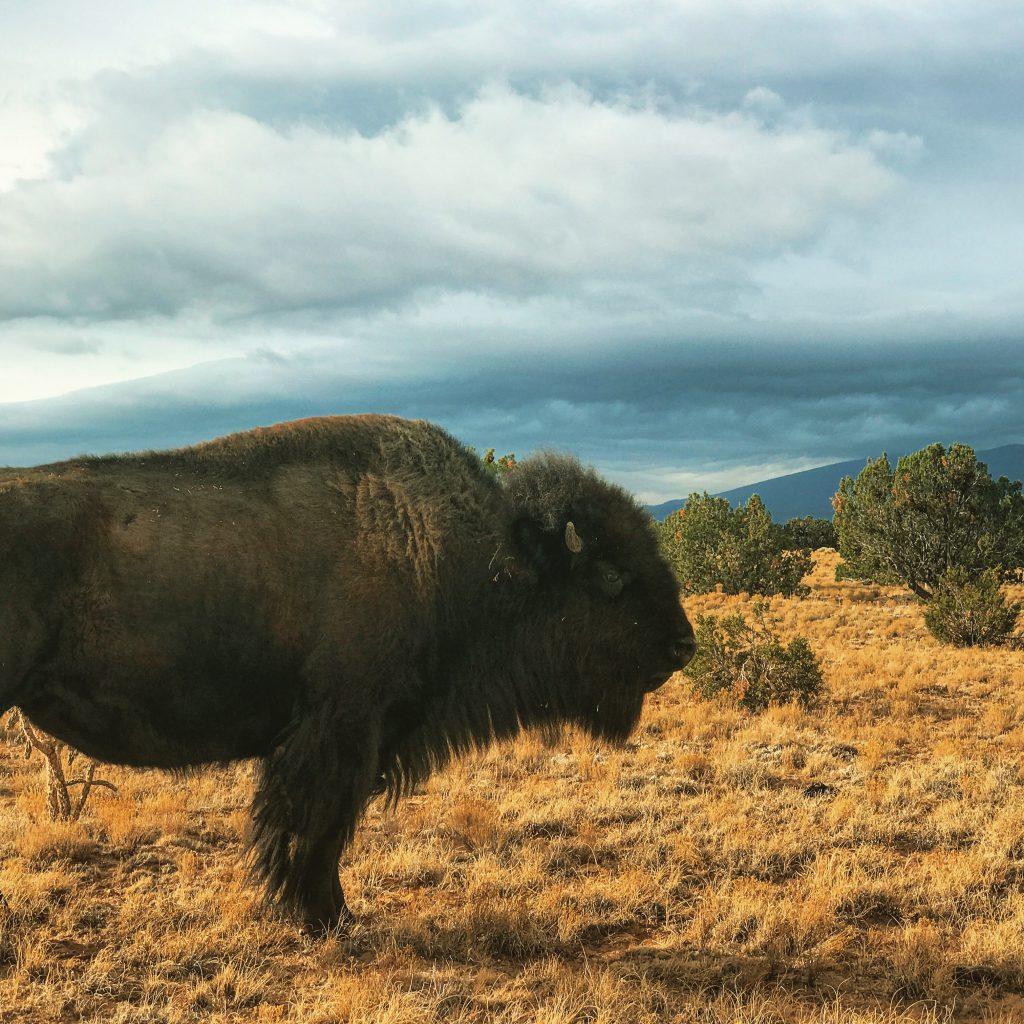 Bison standing in field.