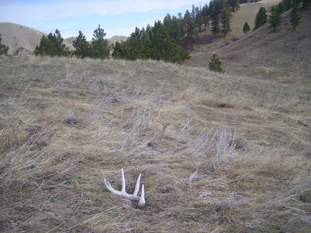 shed antler hunting