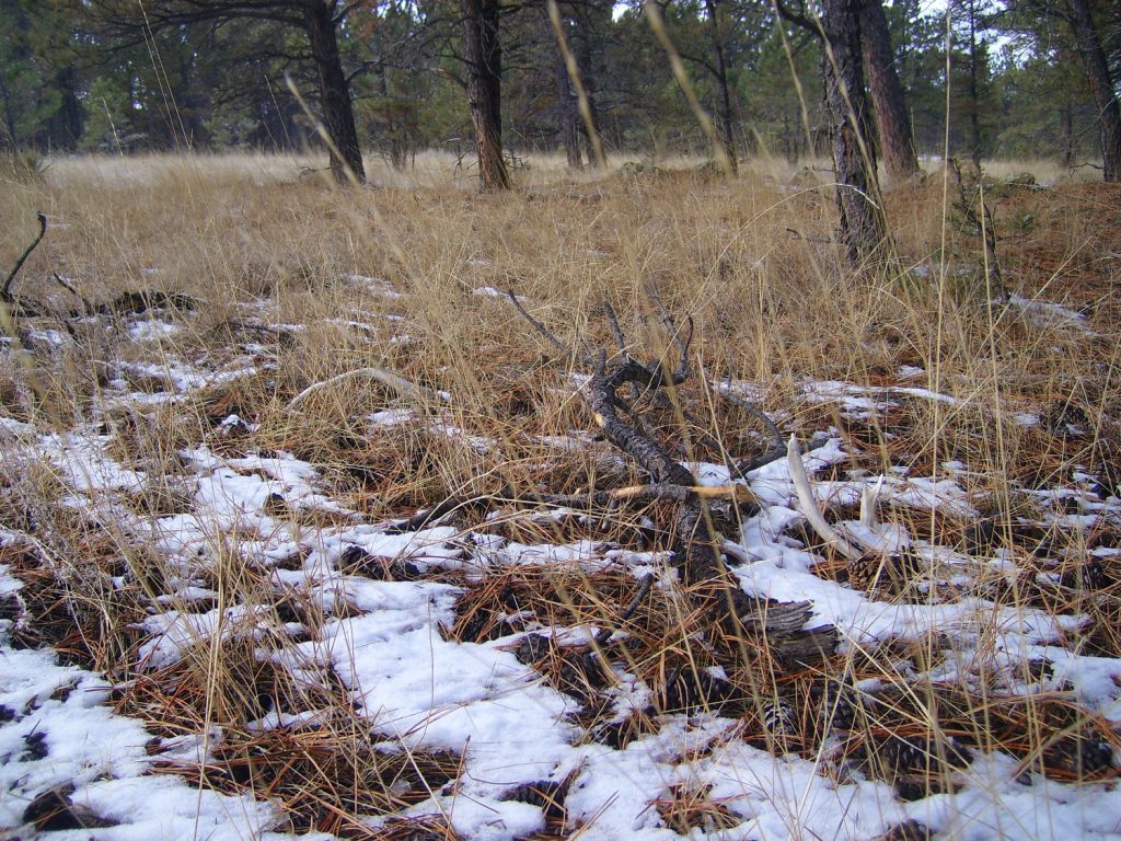 shed antler hunting