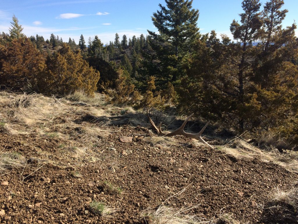 shed antler hunting