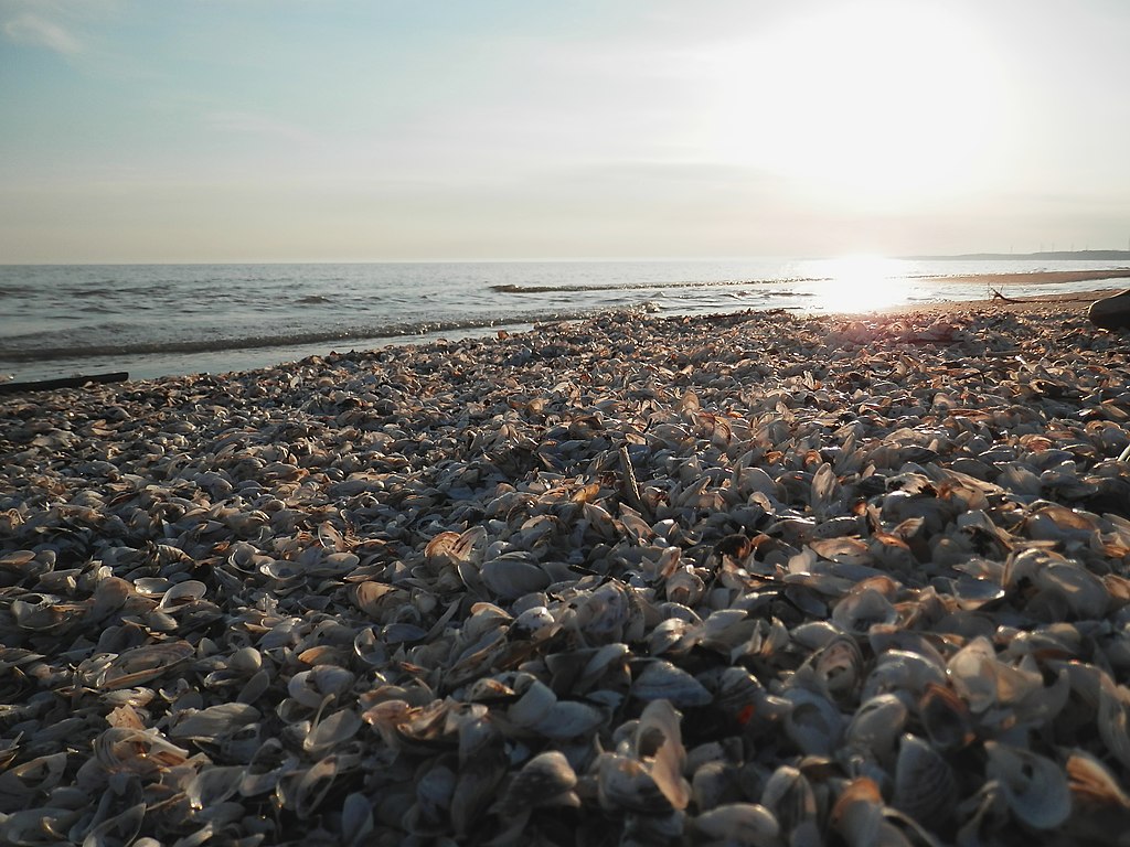 zebra mussels