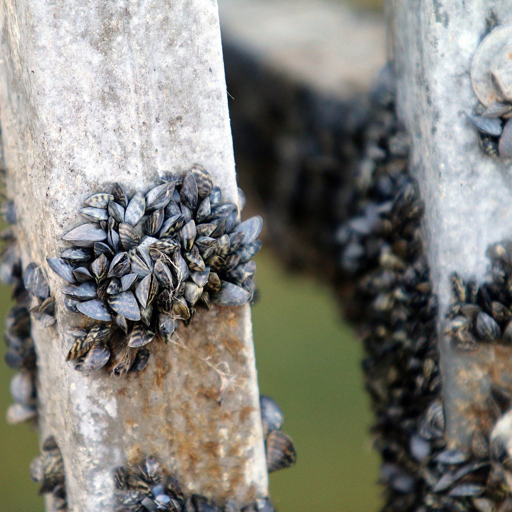 zebra mussels