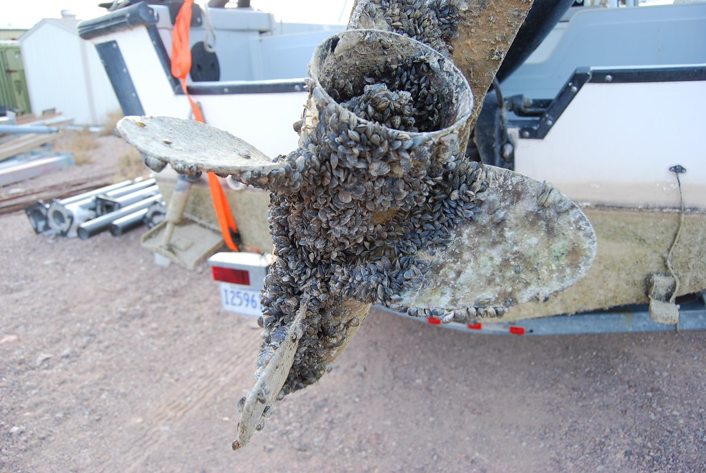 zebra mussels