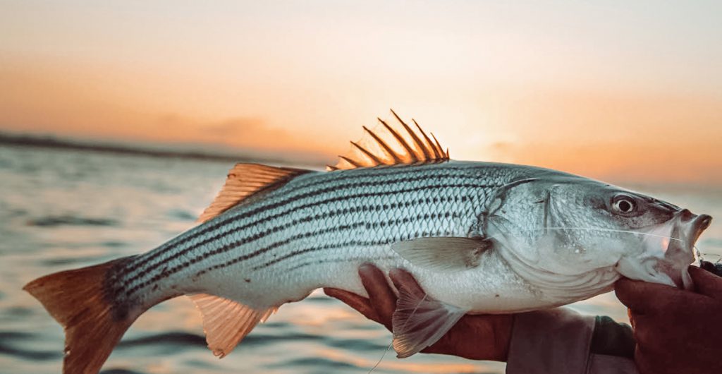 The Itinerant Angler