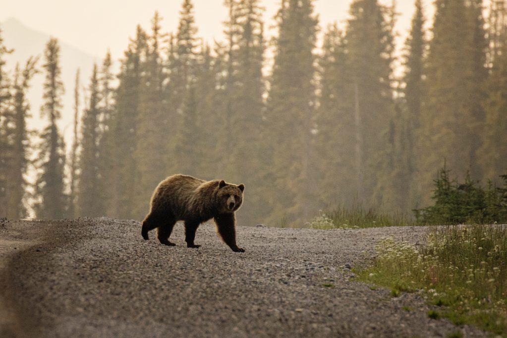 Grizzly Bear crossing the road