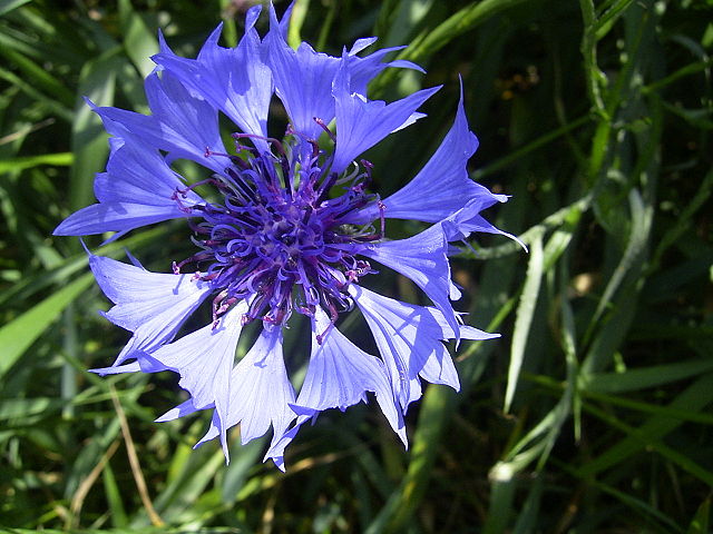 bachelor's bottom has a neat name and tasty petals