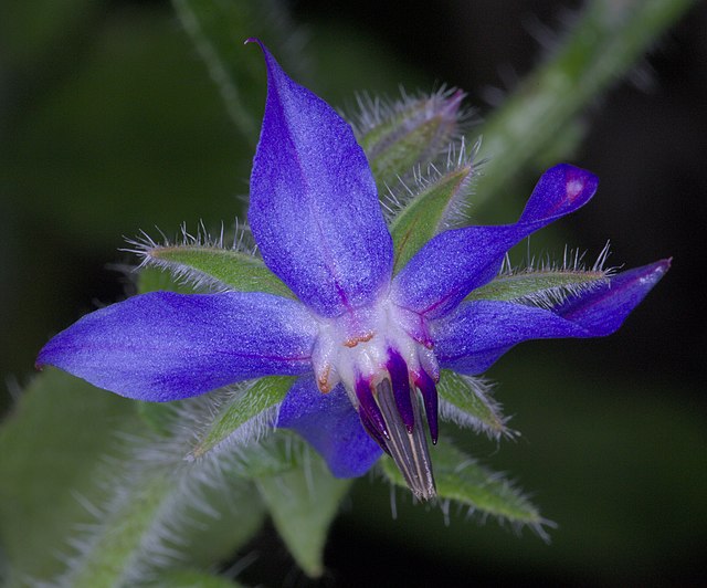 A guide to edible flowers