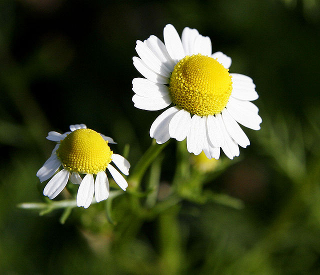 make tea and spices and everything nice great flower for eating