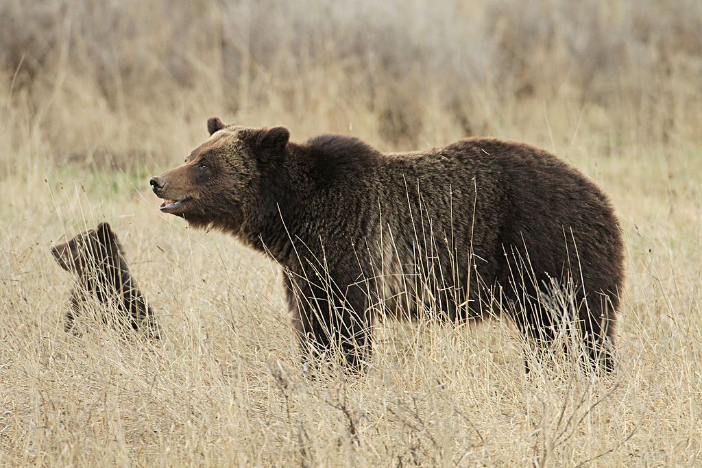 yellowstone grizzly