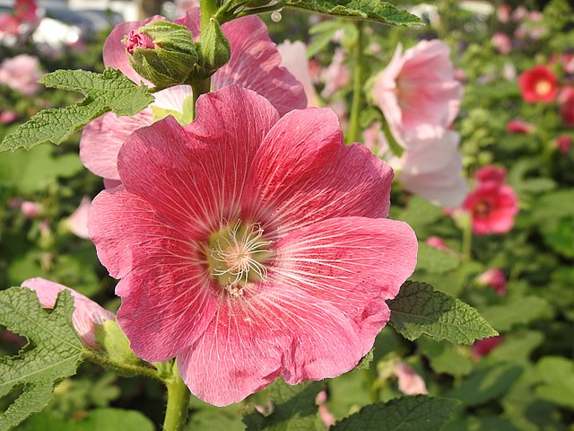 How To Eat Everything: A Guide to Edible Flowers