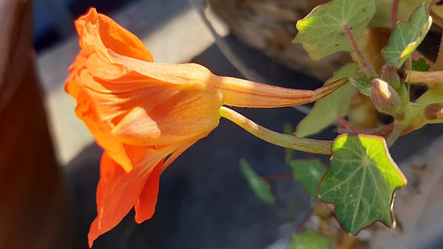 one of the most useful edible flowers