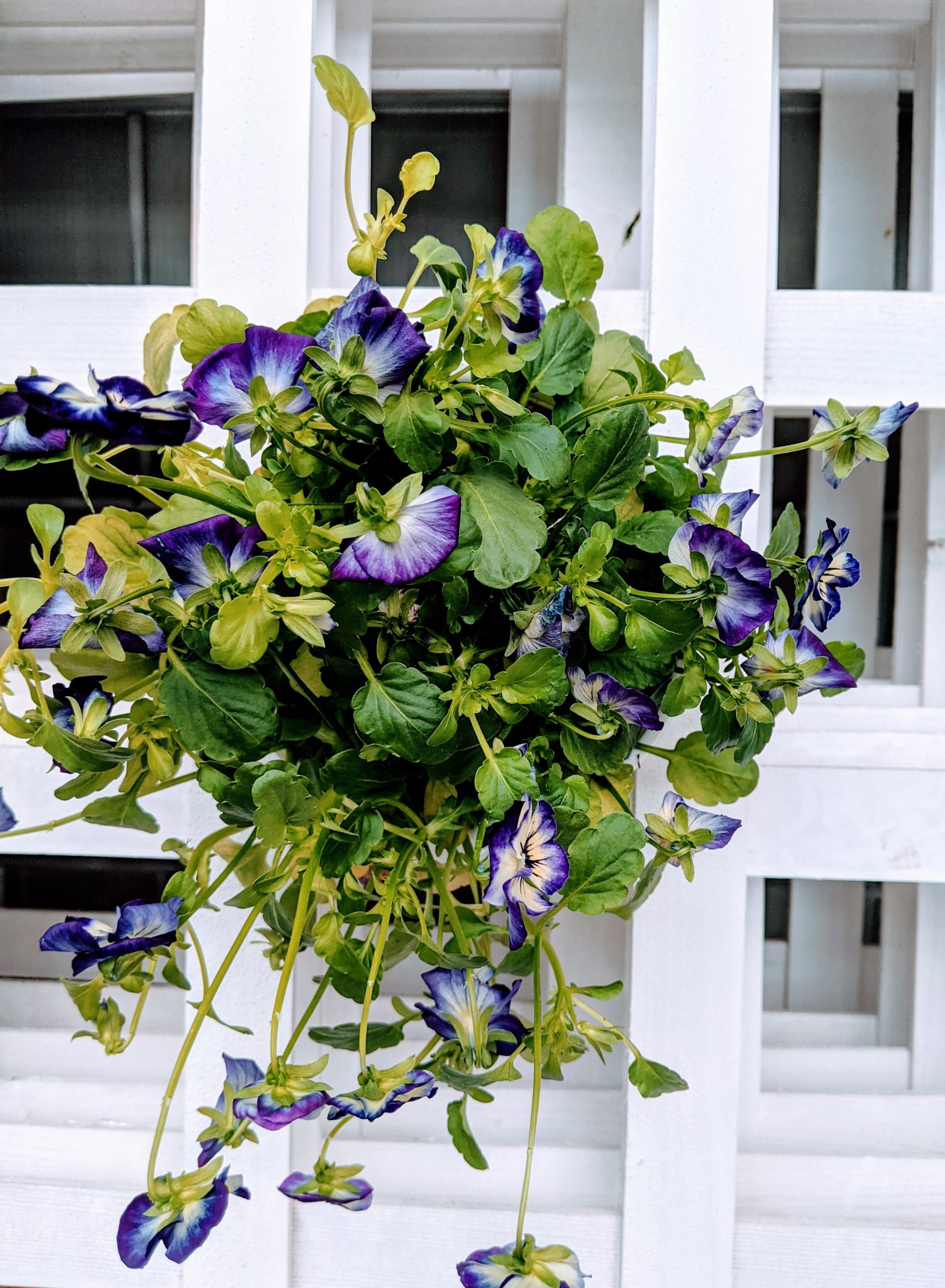 wild pansy planted for a garden on window sill