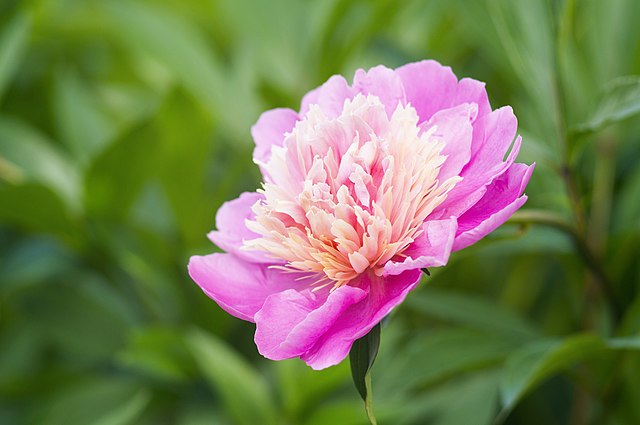 pretty and tasty peonies can be used for a host of meals