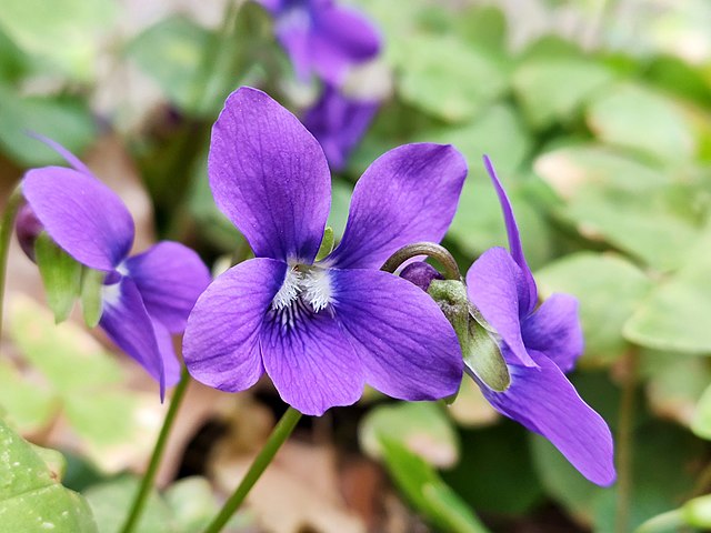 violets make good salads edible flowers