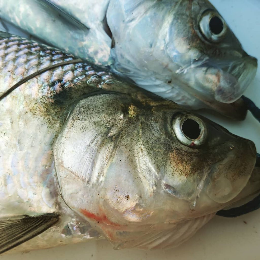 How to Cook Shad Fish - Eating American Shad Fish