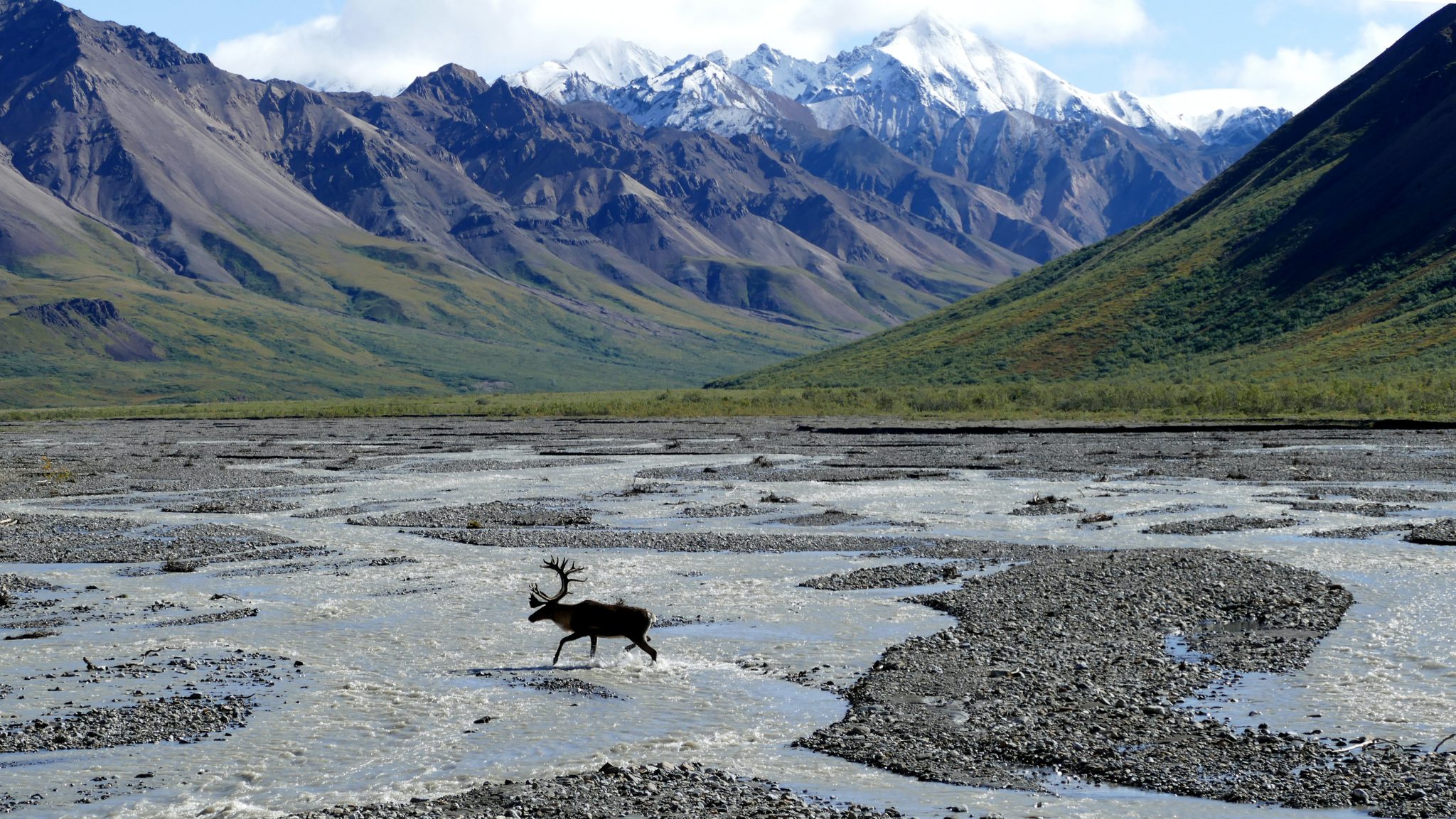 caribou in alaska walking a drainage in the mountains